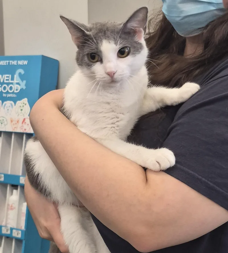 An adult medium-sized female Domestic Short Hair cat named Moon for adoption in Aurora, IL