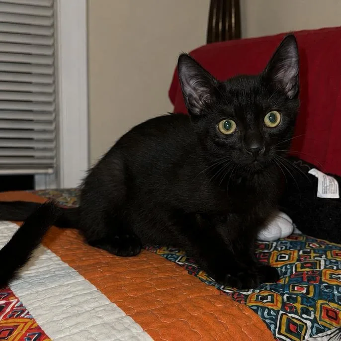 A baby small-sized male Black Domestic Short Hair cat named Candy Rain for adoption in Jacksonville, FL