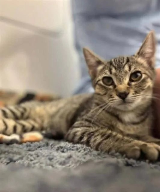 A baby small-sized male Domestic Short Hair cat named Sheldon for adoption in Westminster, MD