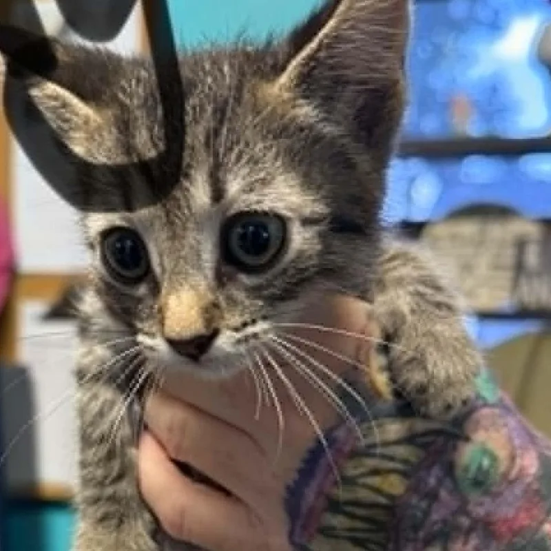 A baby small-sized male Brown / Chocolate Domestic Short Hair cat named Luigi for adoption in Stephenville, TX