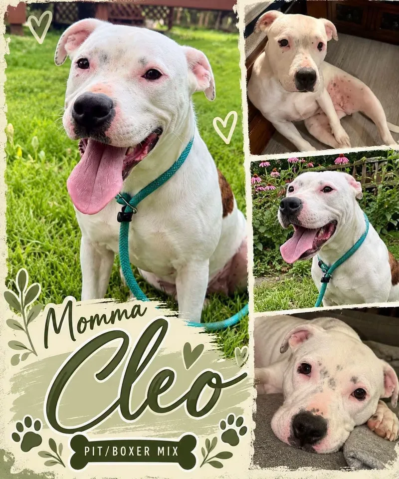 An adult medium-sized female White / Cream Pit Bull Terrier dog named Cleo for adoption in Lexington, MO