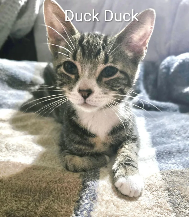Duck Duck thumbnail 2