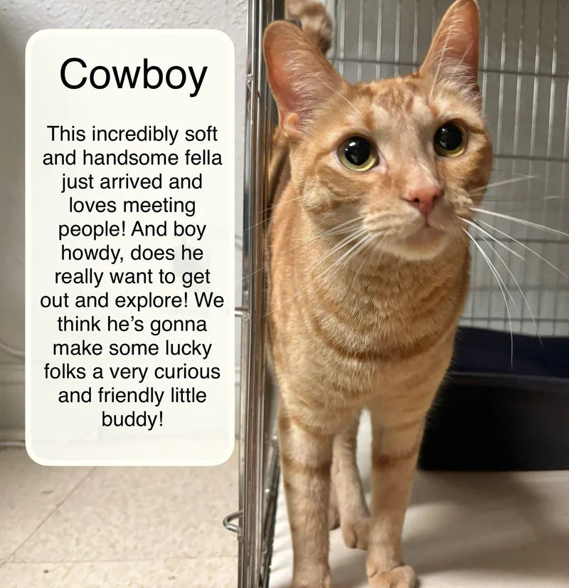 A young medium-sized male Orange / Red Domestic Short Hair cat named Cowboy for adoption in Ellicott City, MD