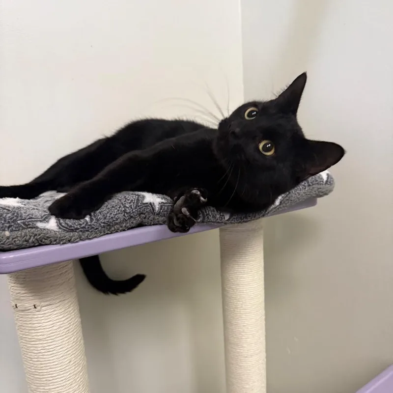 A young large-sized male Black Domestic Short Hair cat named Inky for adoption in Houston, TX