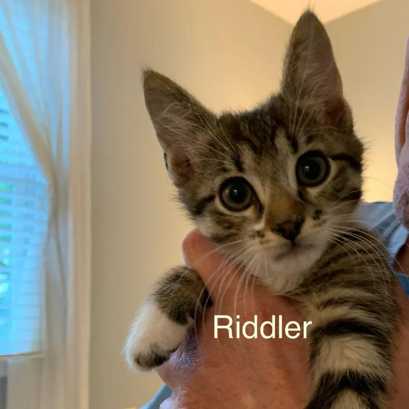 Riddler