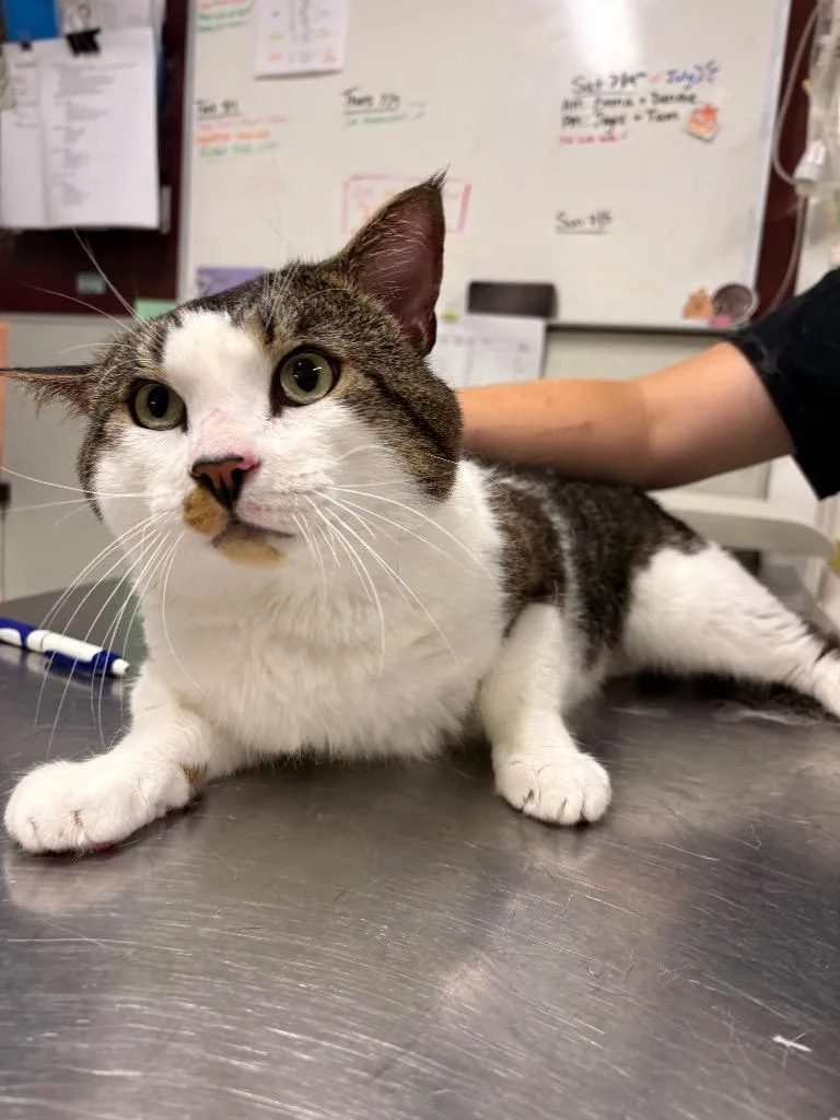 A young medium-sized male Domestic Short Hair cat named Evander for adoption in Fall River, MA