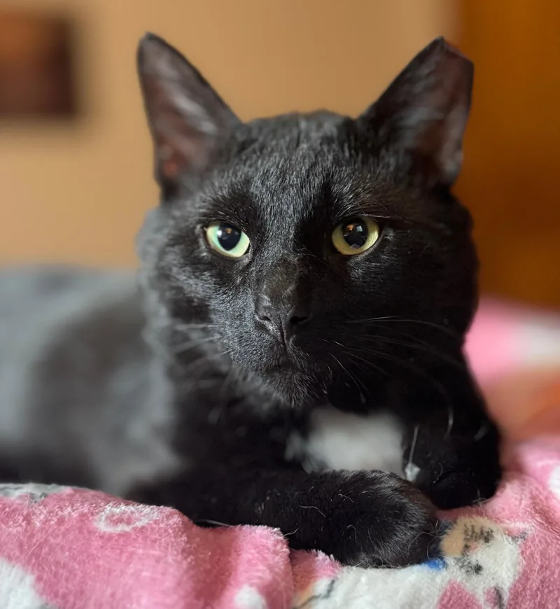 An adult medium-sized male Black Domestic Short Hair cat named Asher for adoption in Sedalia, MO