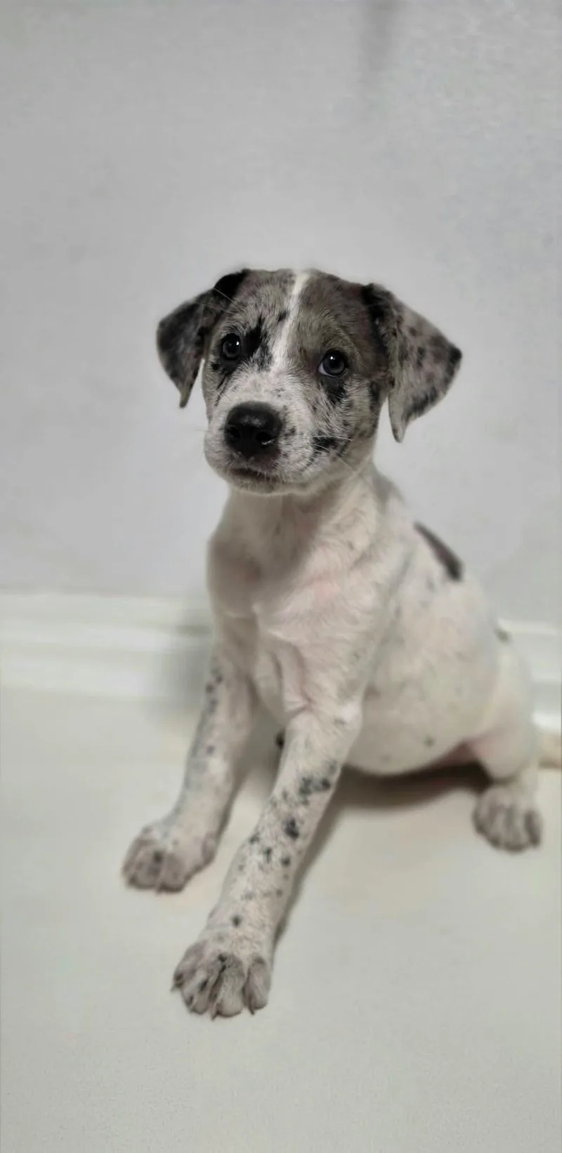 A baby medium-sized female Gray / Blue / Silver Mixed Breed dog named Harrison for adoption in BONIFAY, FL