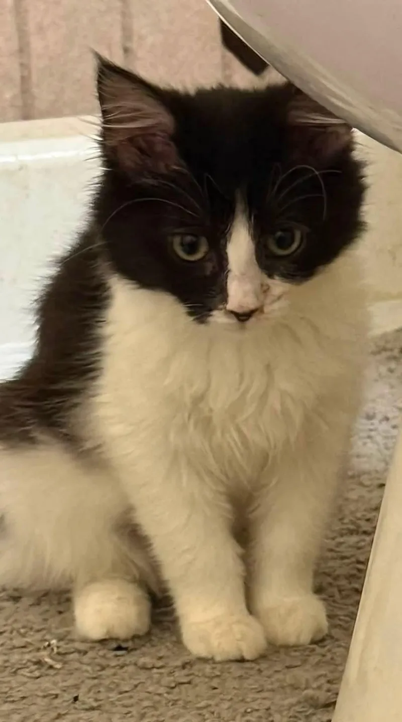 A baby small-sized female Domestic Medium Hair cat named Minerva for adoption in Sioux City, IA