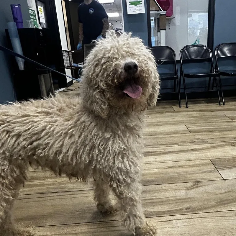 A baby small-sized female Apricot / Beige Golden Retriever dog named Demi for adoption in Newark, NJ