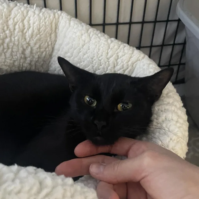 An adult medium-sized female Domestic Short Hair cat named Dragolin for adoption in Chicago, IL
