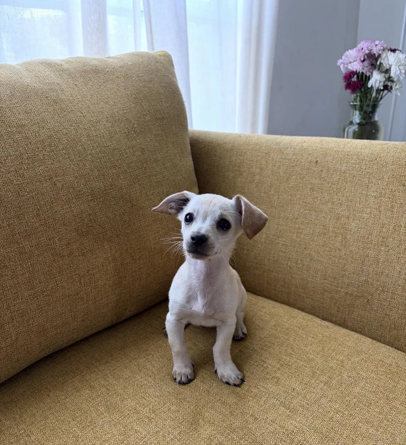 Daisy