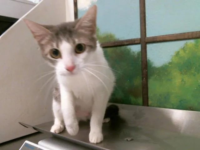 A young medium-sized female Domestic Short Hair cat named Lady for adoption in Houston, TX