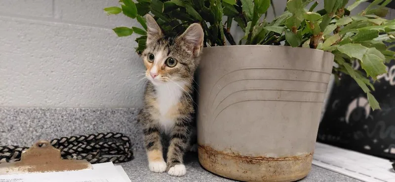 A baby small-sized female Domestic Short Hair cat named Julie for adoption in Henderson, NC
