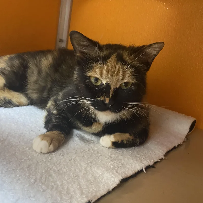 A young medium-sized female Calico Domestic Short Hair cat named Regal for adoption in Elyria, OH