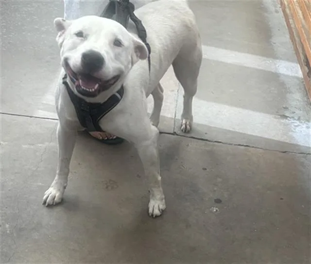 A young large-sized female Mixed Breed dog named Scottie for adoption in Dallas, TX