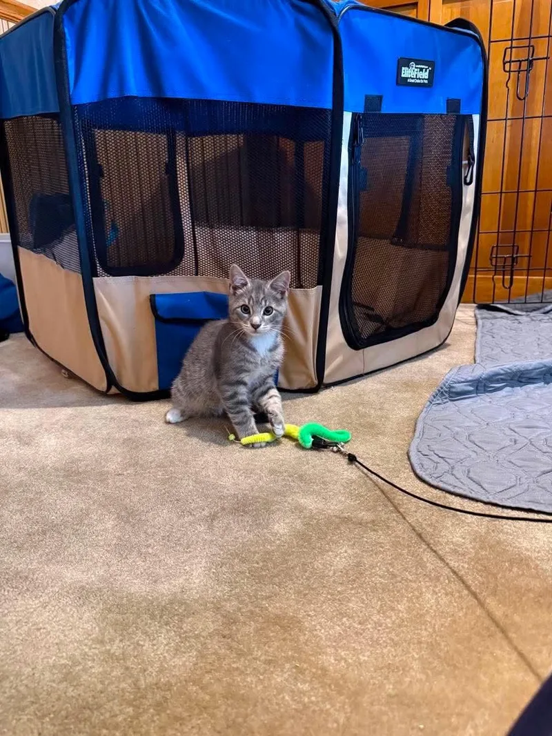 A baby medium-sized male Domestic Short Hair cat named Bruce for adoption in Yardley, PA