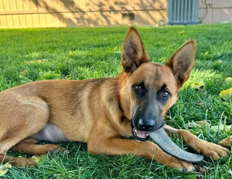 A young medium-sized female Belgian Shepherd / Malinois dog named Canella for adoption in Kuna, ID