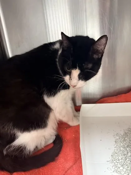 A senior large-sized male Domestic Short Hair cat named Felix for adoption in Savannah, GA