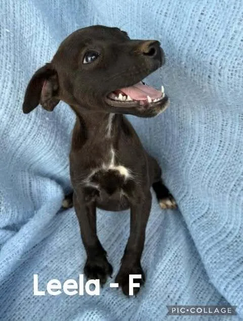 A baby medium-sized female Tricolor (Brown, Black, & White) Mixed Breed dog named Leela for adoption in Waunakee, WI