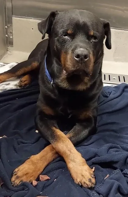 An adult large-sized male Rottweiler dog named Rocky for adoption in Fort Lauderdale, FL