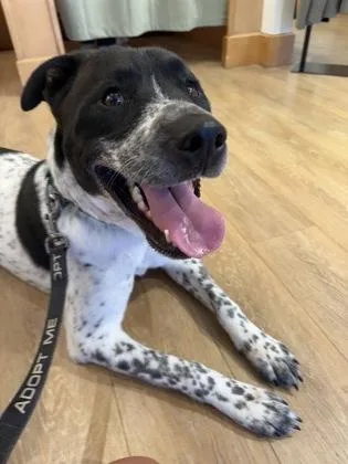 An adult large-sized male Black Mixed Breed dog named Luke for adoption in Kansas City, MO