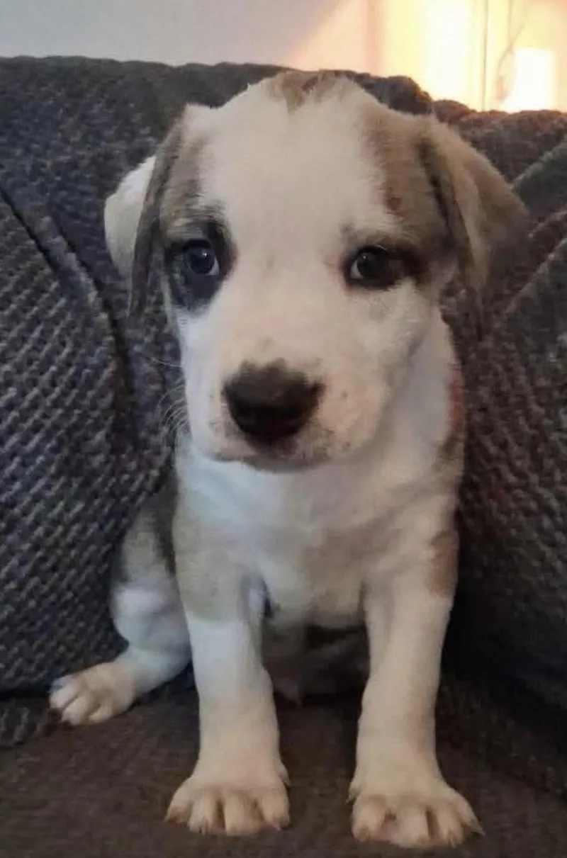 A baby medium-sized male Tricolor (Brown, Black, & White) Pit Bull Terrier dog named Blazer for adoption in Thornton, CO