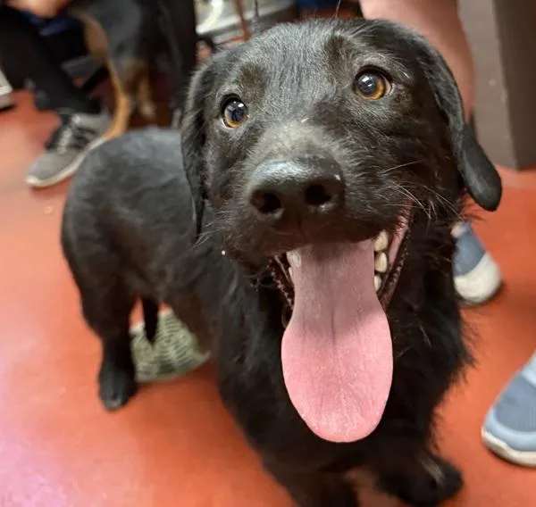 An adult medium-sized female Dachshund dog named Teweena for adoption in Salisbury, MD