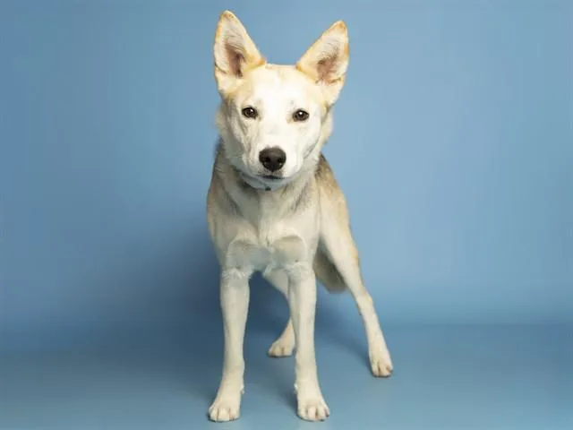 A young medium-sized female Siberian Husky dog named Birdie for adoption in Phoenix, AZ