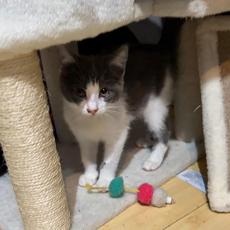 A baby small-sized female Gray / Blue / Silver Domestic Short Hair cat named Marasi for adoption in Pleasanton, CA