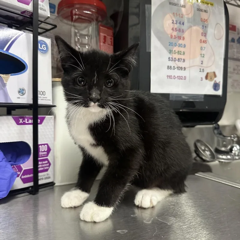 A baby small-sized male Domestic Long Hair cat named Carlsbad for adoption in League City, TX