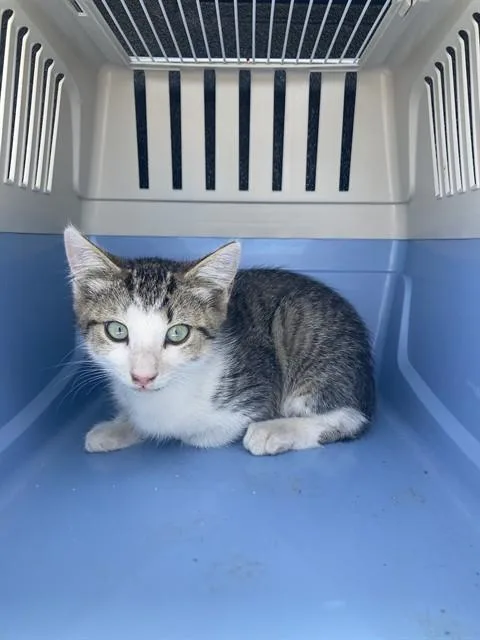 A baby small-sized male Domestic Short Hair cat named Hector for adoption in Long Beach, CA