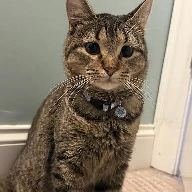 Caterpillar thumbnail 2