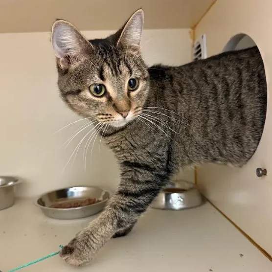 Caterpillar thumbnail 3