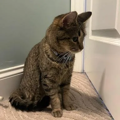 Caterpillar thumbnail 4