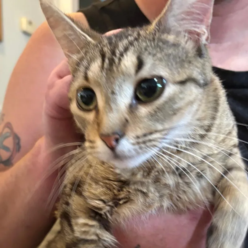 Caterpillar thumbnail 5