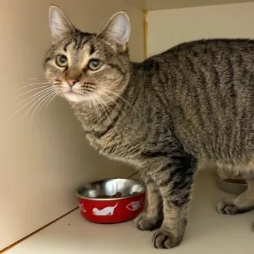 Caterpillar thumbnail 6