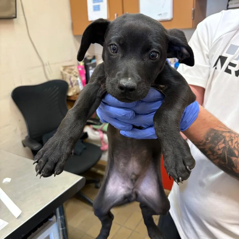 A baby small-sized male Black Pit Bull Terrier dog named Chatman for adoption in Birmingham, AL