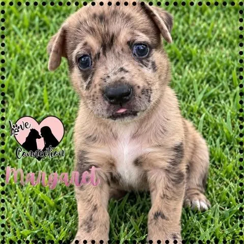 A baby medium-sized female Apricot / Beige Australian Shepherd dog named Margaret for adoption in Gilbert, AZ
