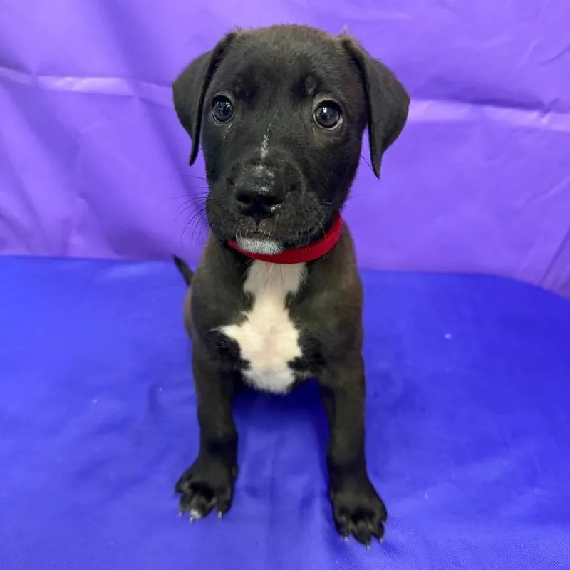 A baby small-sized male Black Pit Bull Terrier dog named Tiberius for adoption in North Myrtle Beach, SC