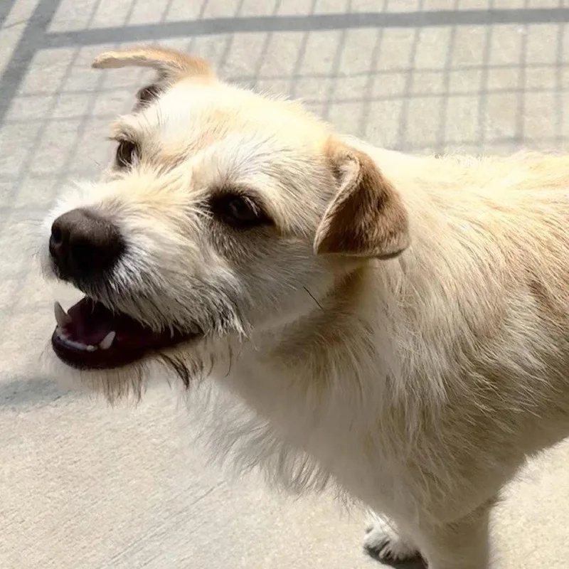 A young medium-sized female Cairn Terrier dog named Ella for adoption in Locust Fork, AL