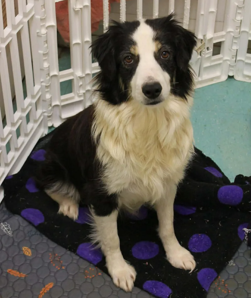 An adult large-sized female Border Collie dog named Tiffany for adoption in Carrollton, TX