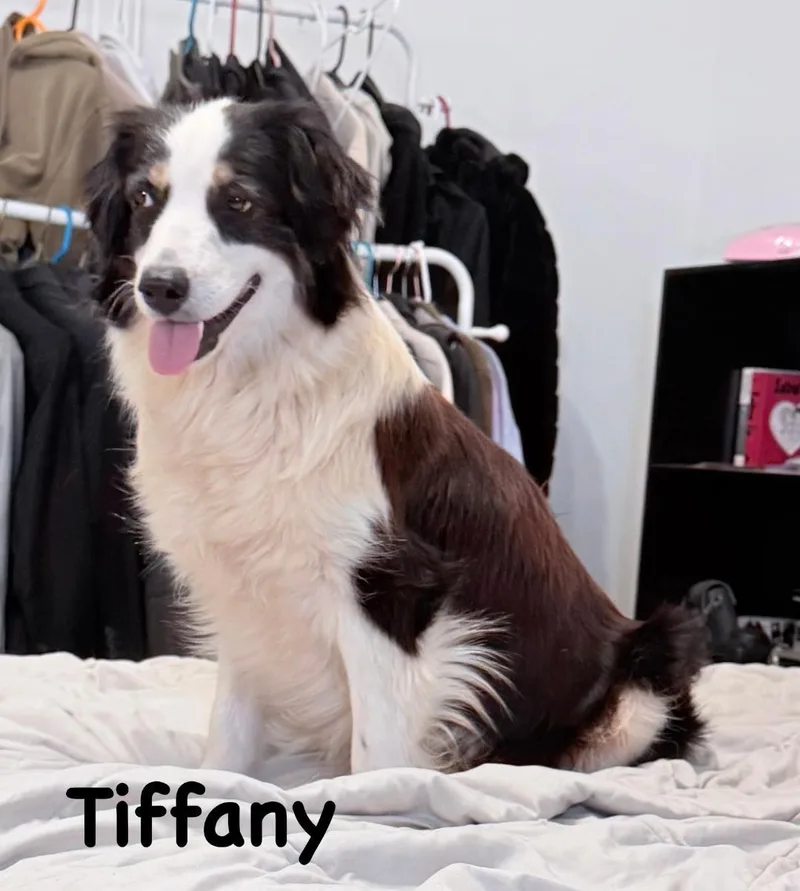 Tiffany thumbnail 3