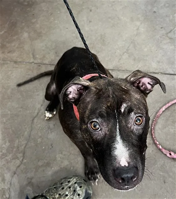 A young large-sized female Mixed Breed dog named Piper for adoption in Dallas, TX