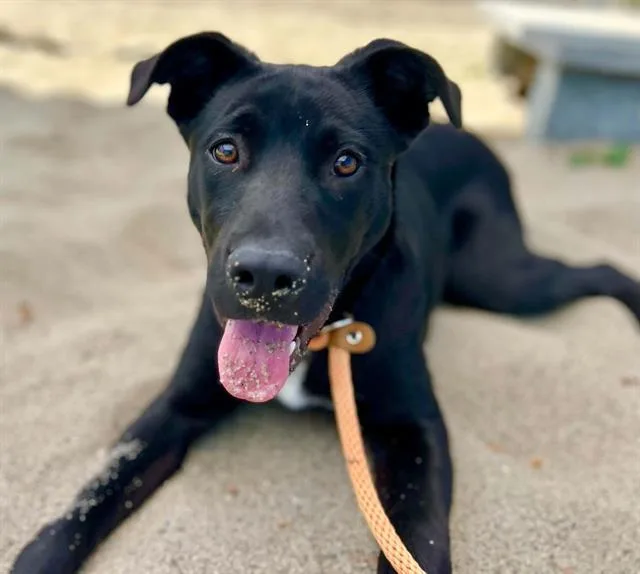 A young small-sized male Labrador Retriever dog named Gator for adoption in Salinas, CA