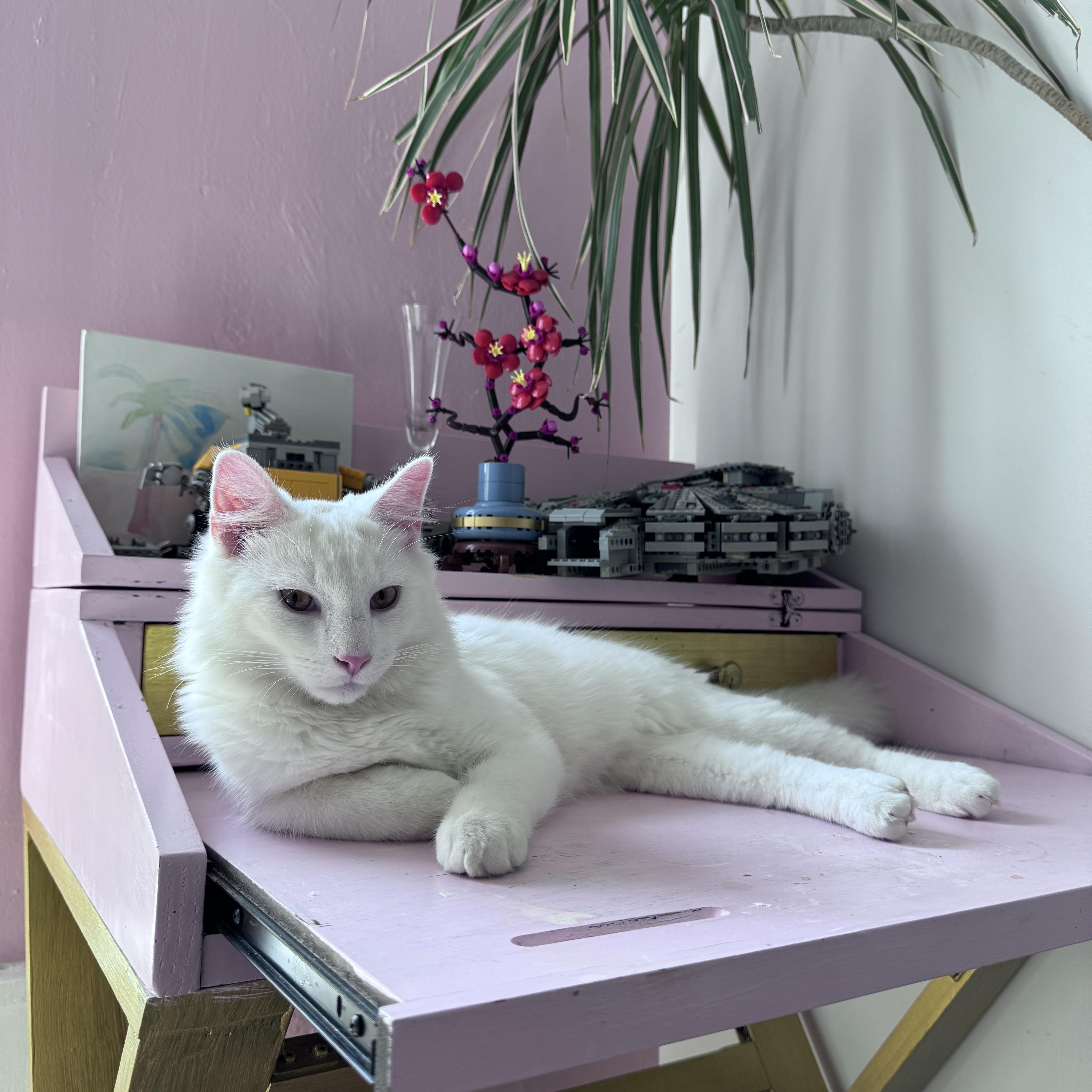 An adult medium-sized male White American Shorthair cat named Jean Claude for adoption in New York, NY