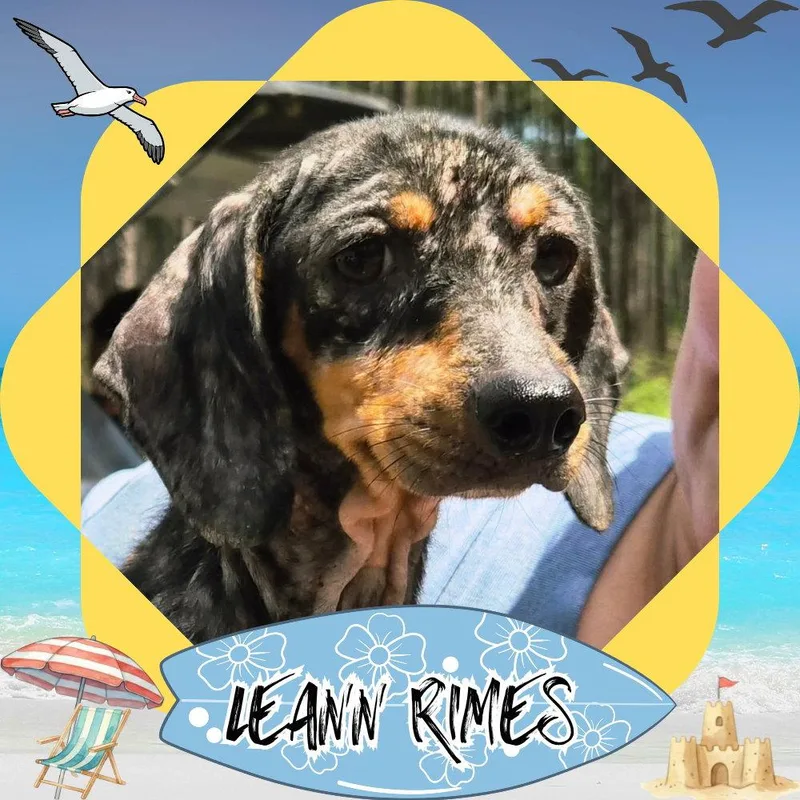 LeAnn Rimes thumbnail 2