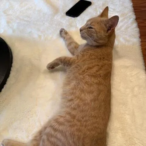 Peanut