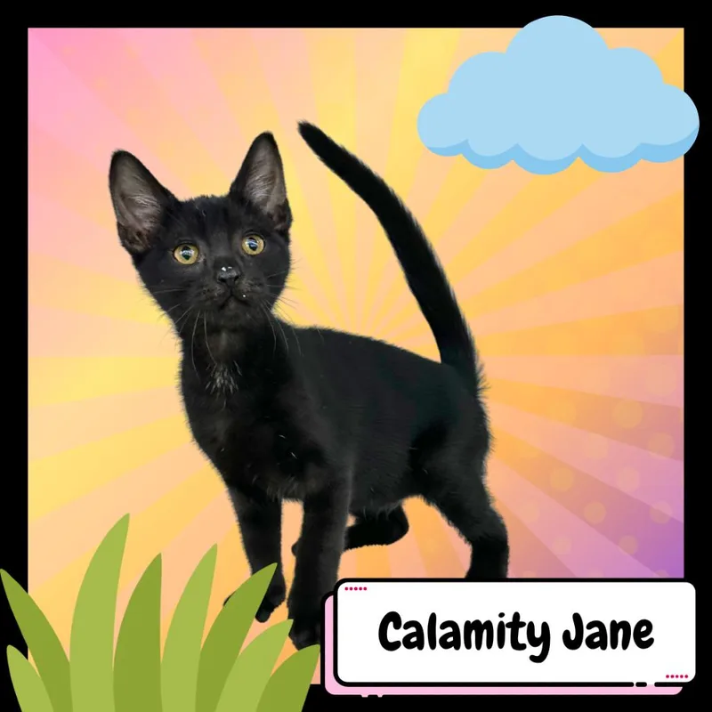 Calamity Jane