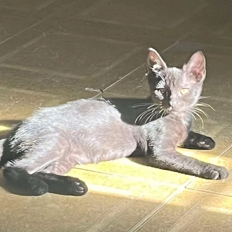 Calamity Jane thumbnail 3